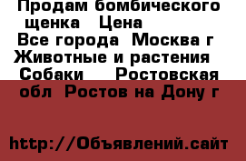 Продам бомбического щенка › Цена ­ 30 000 - Все города, Москва г. Животные и растения » Собаки   . Ростовская обл.,Ростов-на-Дону г.